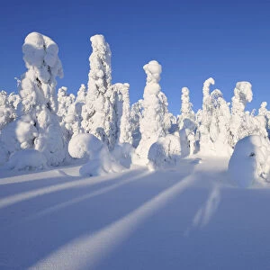 Snow Covered Trees, Rukatunturi, Kuusamo, Northern Ostrobothnia, Finland