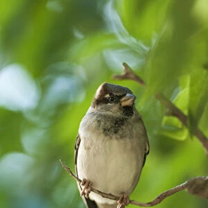 A Sparrow Perched On A Small Branch; Tarifa, Cadiz, Andalusia, Spain