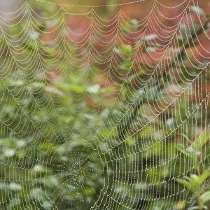 Detail Of Spider Web