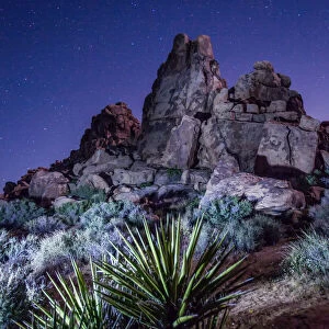 Spiky desert plants and rock formations at night, Joshua Tree National Park, California, USA