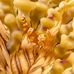 Squat Shrimp on anemone, Philippines