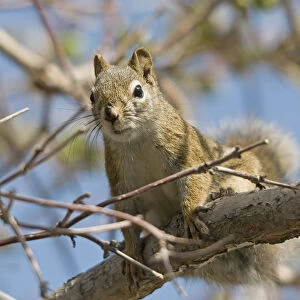 A squirrel in a tree; Edmonton alberta canada