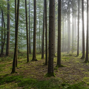 Sun shining through the morning haze in a coniferous forest in the Odenwald hills in Hesse, Germany