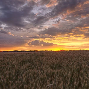 Sunrise Over A Barley Field And Grain Silo On A Farm In Central Alberta