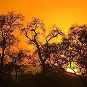 Sunset, Sabi Sand Reserve, Mpumalanga, South Africa, Africa