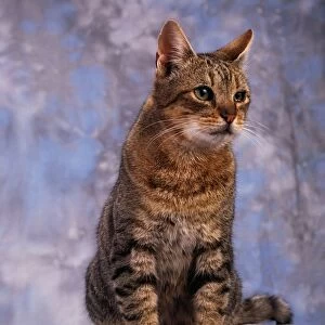Tabby Cat; Portrait Of A Cat