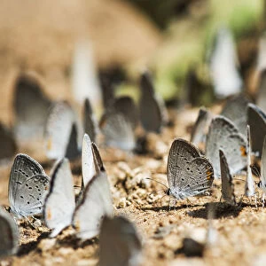 Tailed Blue Butterflies (Cupido Comyntas) Are Attracted To Minerals; Tahlequah, Oklahoma, United States Of America