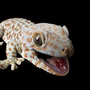 Tokay gecko smiling for the camera