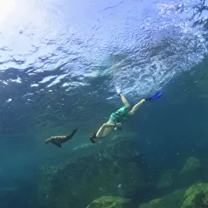A Tourist Swims Underwater With A Sea Lion At Los Islotes National Marine Park Espiritu Santo Island; La Paz Baja California Mexico