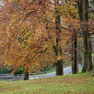A Tree With Autumn Colours Beside A Road; Northumberland, England