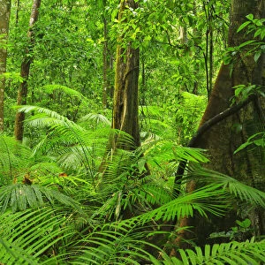 Trees in Rainforest, Daintree Rainforest, Mossman Gorge, Daintree National Park, Queensland, Australia