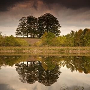Trees Reflected In The Water; Coldstream, Scottish Borders, Scotland