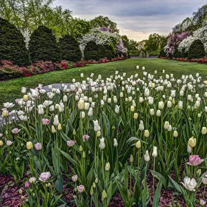 Tulip Garden, Brooklyn Botanic Garden; New York City, New York, United States Of America