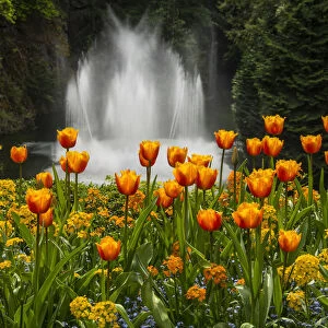 Water Fountain And Tulips At Butchart Gardens; Victoria, British Columbia, Canada