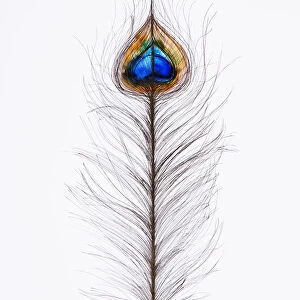 Watercolor Painting Of A Peacock Feather