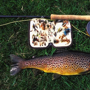 Wild Brown Trout And Fishing Rod