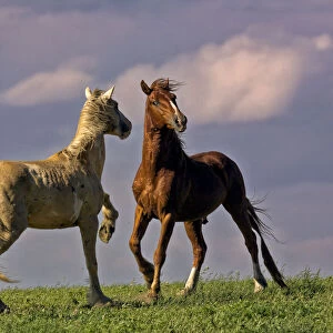 Wild horses in a confrontation