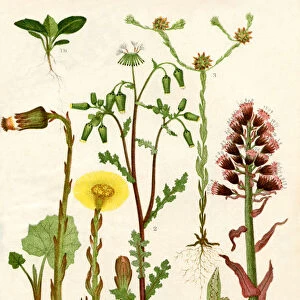 Wildflowers. 1. Colts Foot 1a. One Of The Florets Of The Capitulum 1b. A Seedling Colts Foot 1c. A Sucker Of Colts Foot 2. Groundsel 3. Cudweed 4. Butterbur