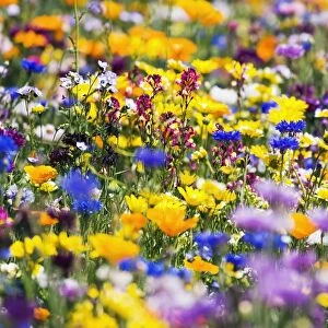 Wildflowers, Mount Hood, Oregon, Usa