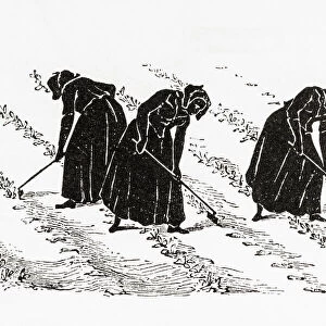 Women hoeing in field. From The Book of the Farm by Scottish farmer and agriculturalist Henry Stephens, 1795 - 1874, first published in the 1840 s. This illustration from a revised 1870s edition