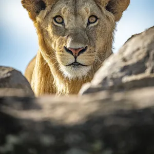 Young male lion watches camera over rocks