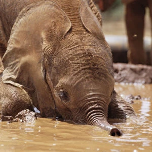 African Elephant (Loxodonta africana) orphan called Isholta playing in mud bath, David