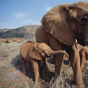 African Elephant (Loxodonta africana) orphans, Malaika with baby orphan named Nyiro
