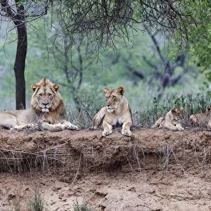 African Lion (Panthera leo) family lying down on the top of the dry riverbed of the