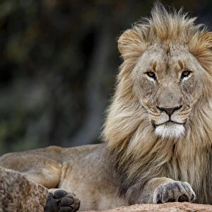 African Lion (Panthera leo) male lying on a rock and looking straight in the camera