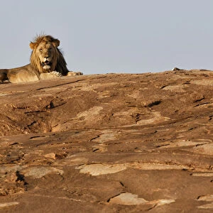African Lion (Panthera leo) male resting in the last sunlight on a rocky slope