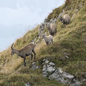 Alpine Ibex (Capra ibex) group climbing at the edge of cliffs, Valais Alps, Switzerland