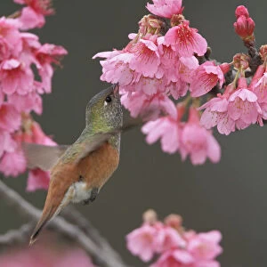 Amazilia Hummingbird (Amazilia amazilia), Peru