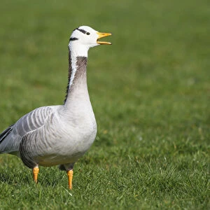 Bar-headed Goose (Anser indicus) calling, The Netherlands