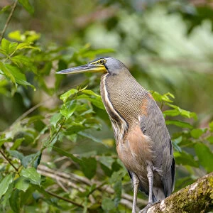 Bare-throated Tiger Heron (Tigrisoma mexicanum) perched on a branch, Alajuela, Costa Rica