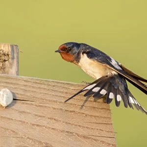 Barn Swallow (Hirundo rustica) stretching its wings while resting on a wooden fence in a