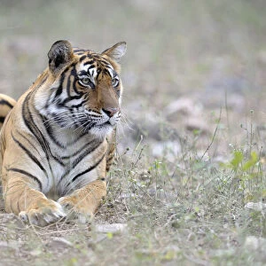 Bengal Tiger lying in grass, India, Rajasthan, Sawai Madhopur