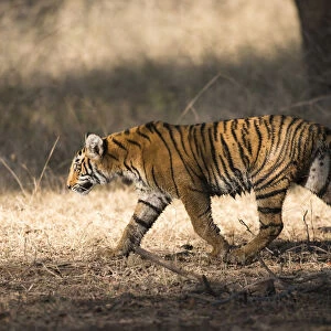 Bengal tiger (Panthera tigris tigris) cub on the move, India, Rajasthan