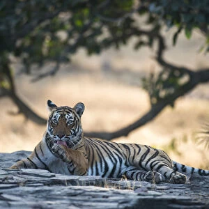 Bengal tigress (Panthera tigris tigris) licking paw, India, Rajasthan