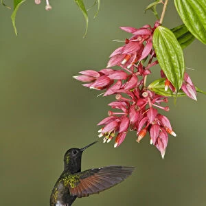 Black-bellied Hummingbird (Eupherusa nigriventris) flying and feeding at a flower