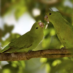 Blue-winged Parrotlet (Forpus xanthopterygius) displaying pair, Atlantic rainforest