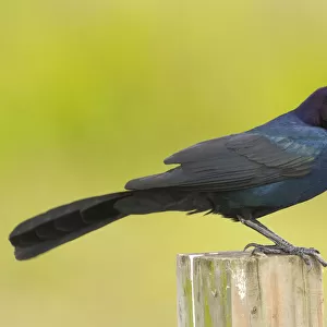 Boat-tailed Grackle (Quiscalus major) male, Florida, USA