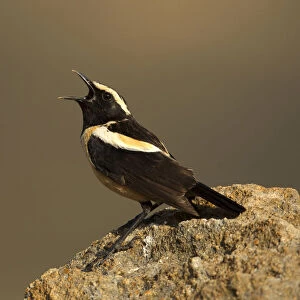 Buff-streaked Chat (Campicoloides bifasciatus) male singing from rock, Kwazulu-Natal