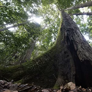 Buttressed rainforest tree, Maliau Basin, Malaysia