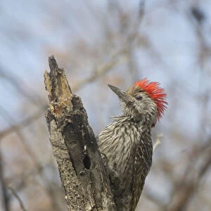 Cardinal Woodpecker (Dendropicos fuscescens) male, Etosha, Namibia
