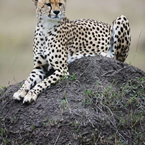 Cheetah (Acinonyx jubatus) resting on hill, Kenya, Masai Mara