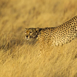 Cheetah (Acinonyx jubatus) standing in golden light, Kenya, Samburu National Game Reserve