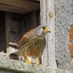 Common Kestrel (Falco tinnunculus) male at nest box, Lower Saxony, Germany