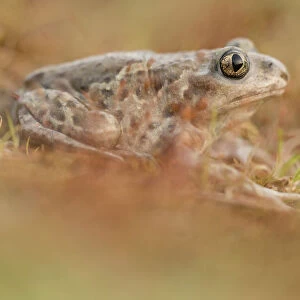 Common Spadefoot Toad (Pelobates fuscus) female between red haircap moss, Nuland, Noord-Brabant