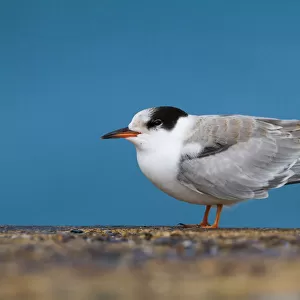Common Tern (Sterna hirundo), Schleswig-Holstein, Germany