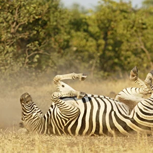 Common Zebra (Equus quagga) dust bathing, South Africa, Limpopo, Kruger National Park